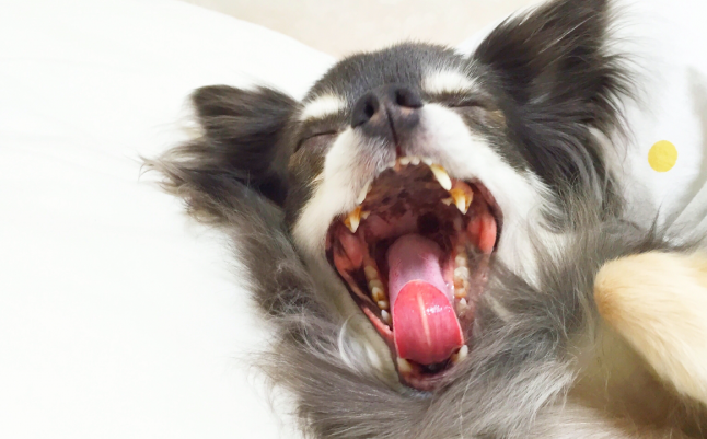 口臭→口内細菌の増加がもたらすもの